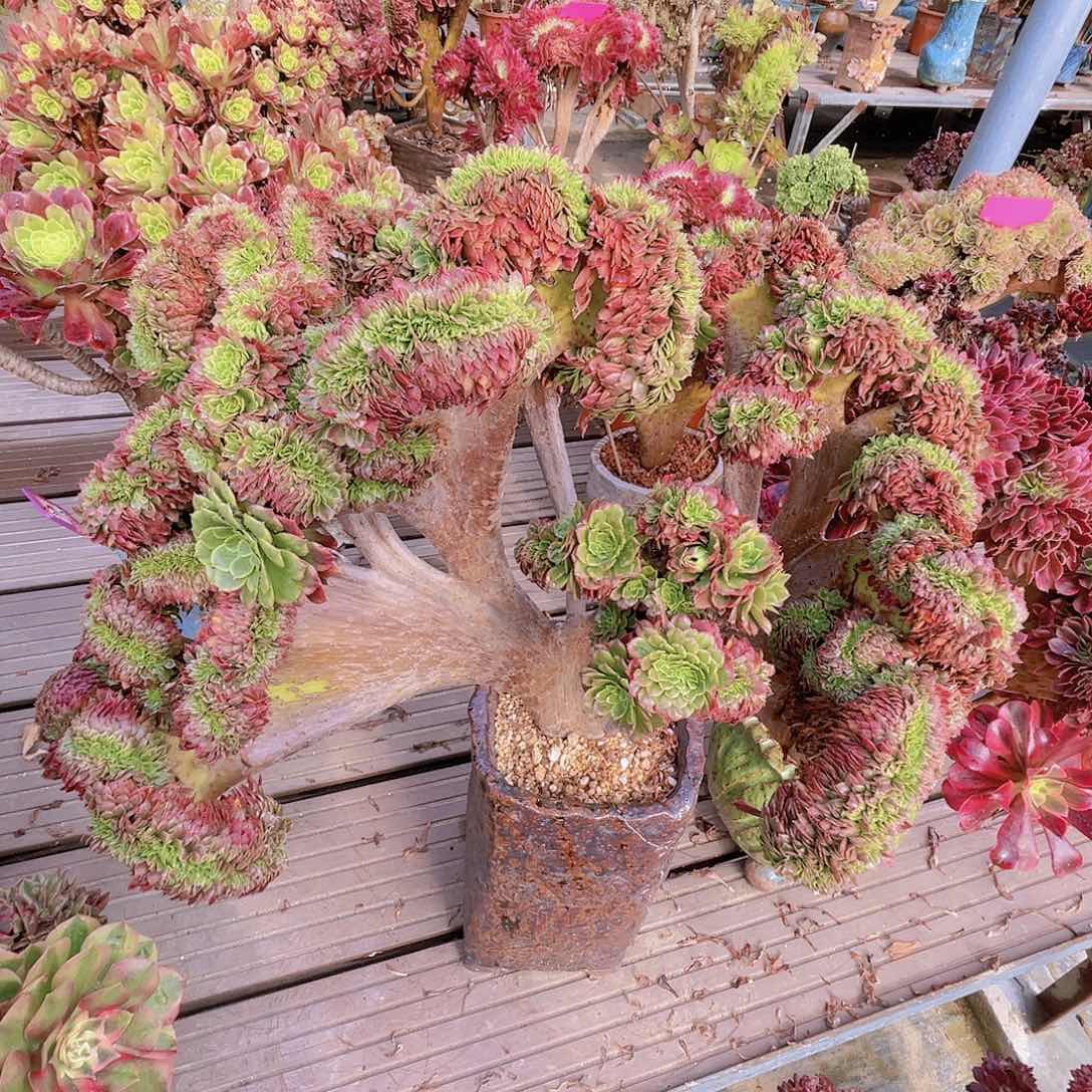 【闪购商品】无花朵嘉年华