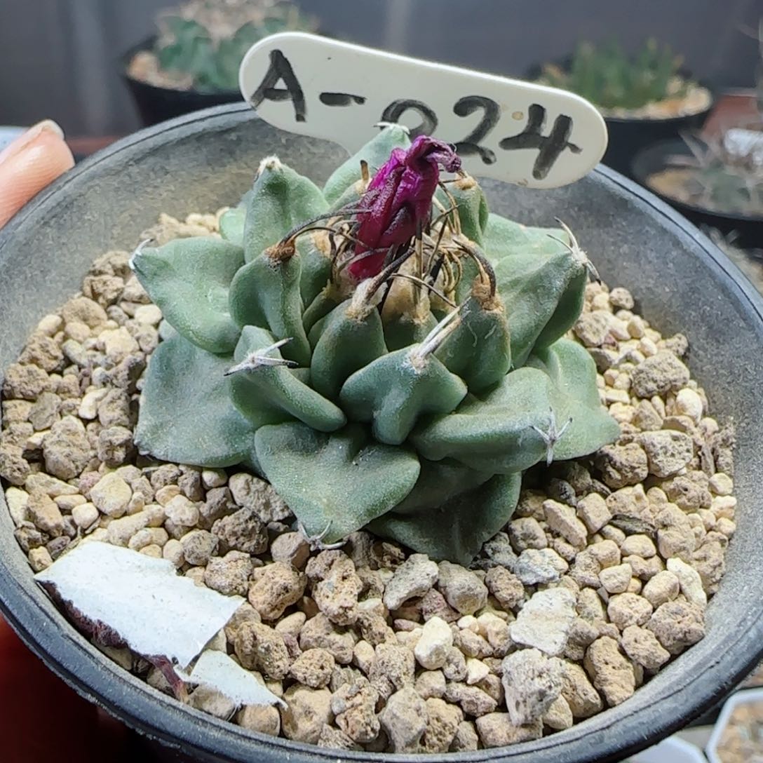 实生4.6厘米大尤赤花娇丽多肉