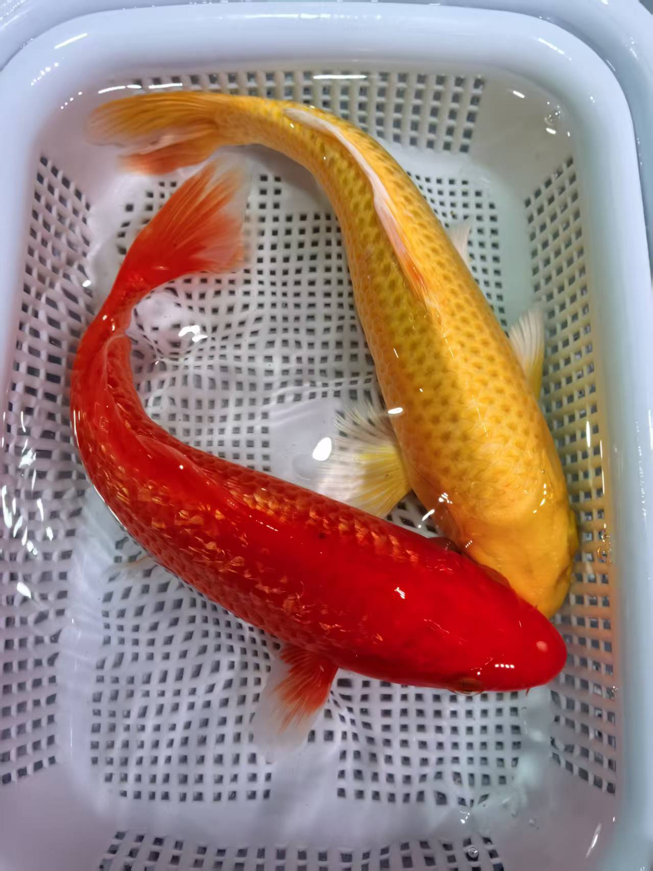 (九)1条黄金1条闪鳞火鲤18-20公分红白三色德系锦鲤观赏鱼