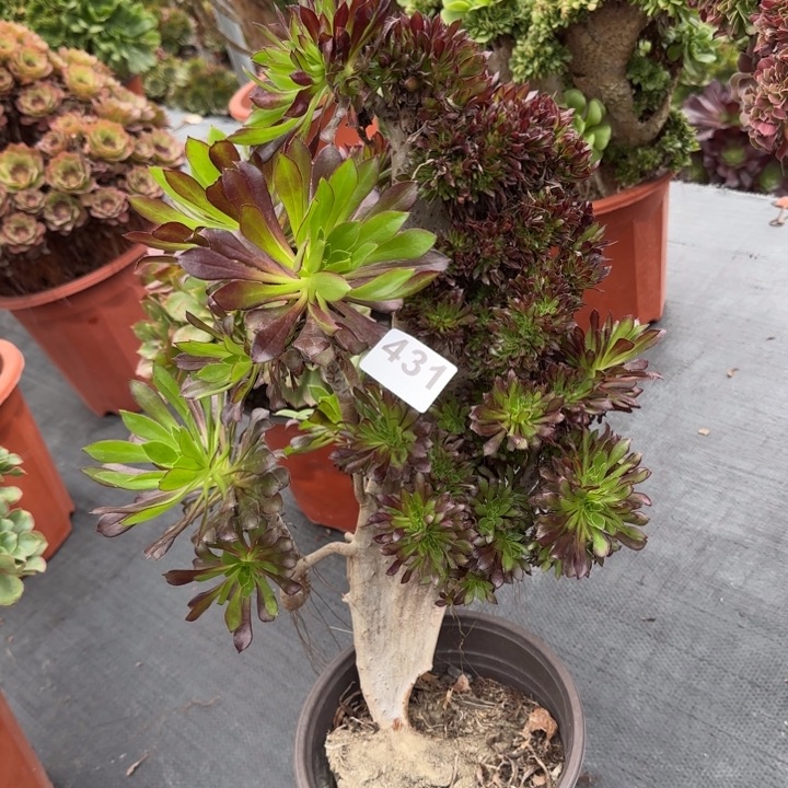 我***家多肉植物黑法师缀431