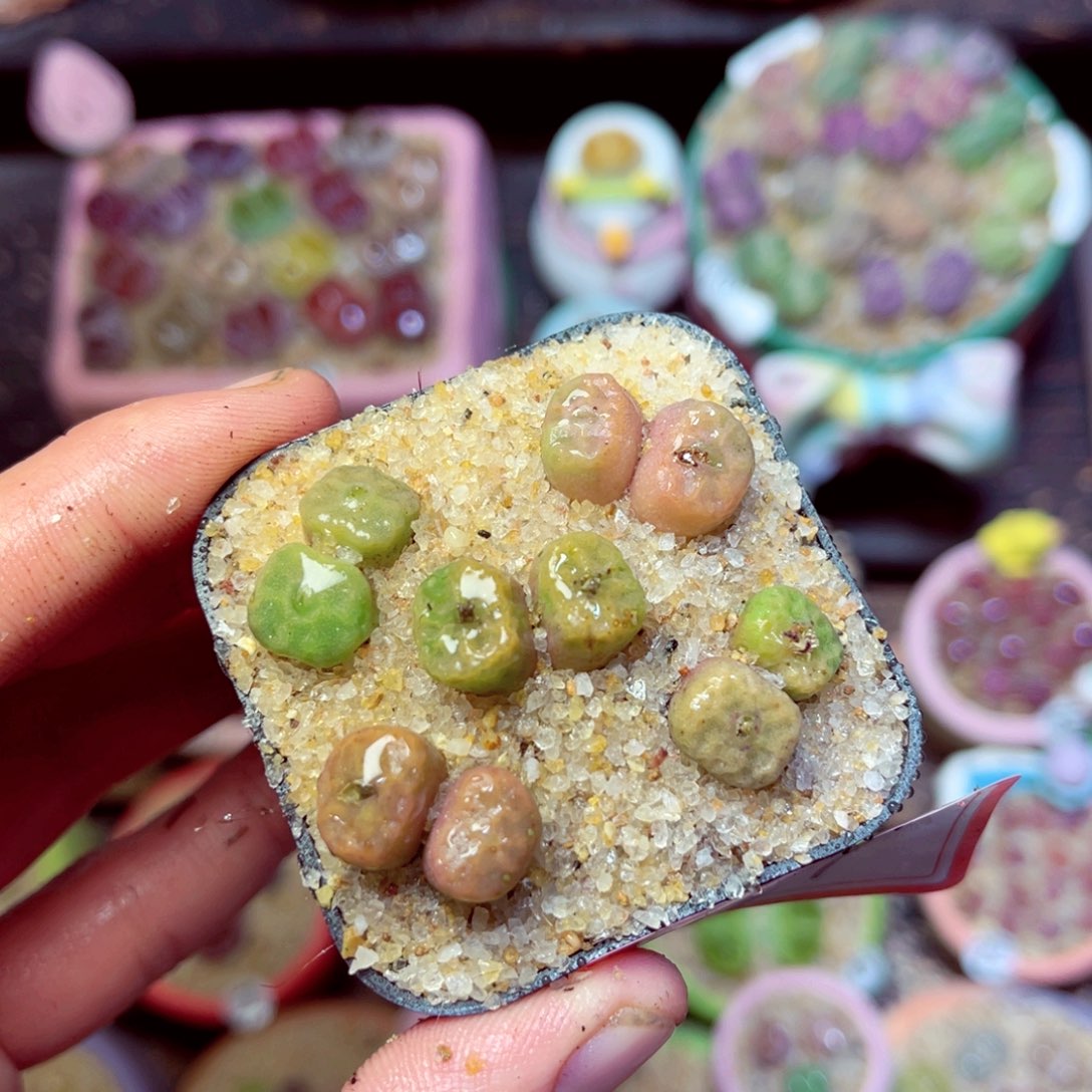 177生石花带盆发1