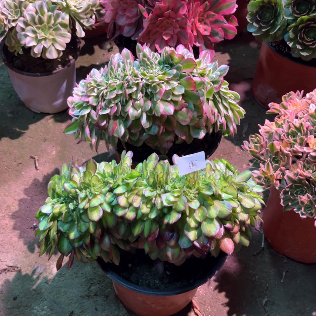 多肉植物抹茶➕倾城367