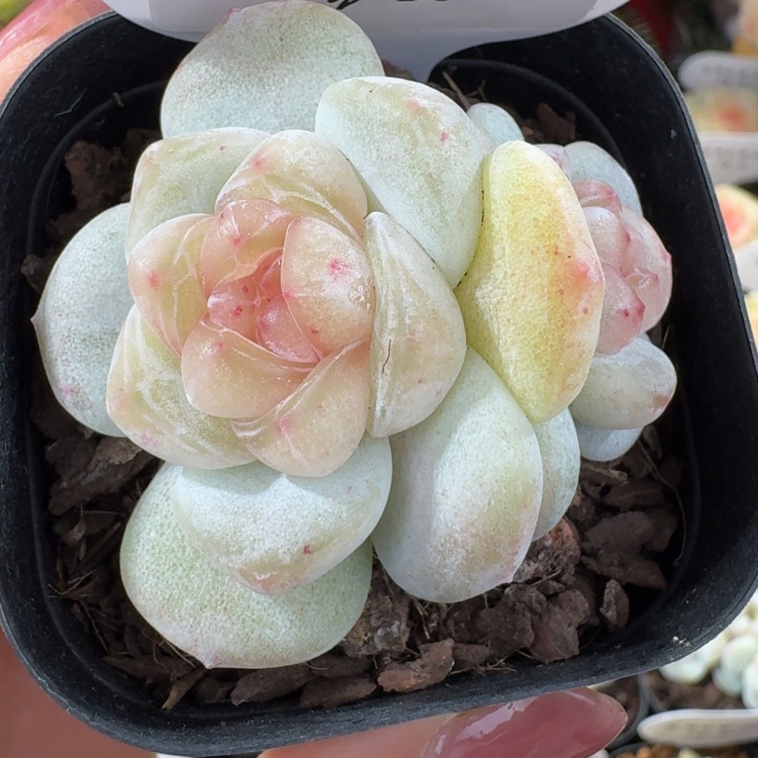 0102-38-白果汁双头一颗多肉