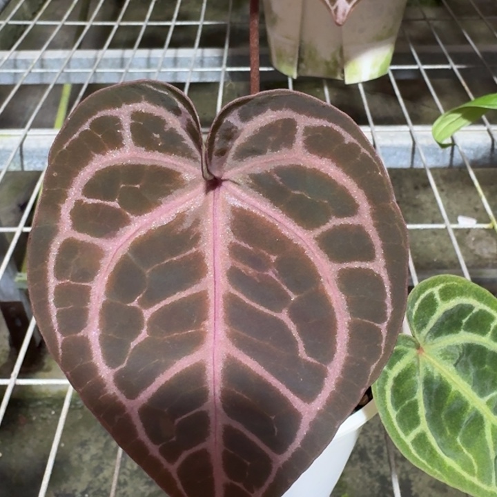 完全开放wonderboy花烛