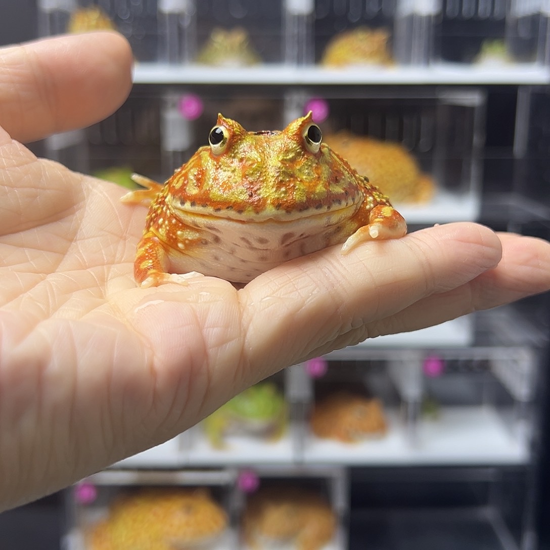 角蛙土龙角蛙6/7