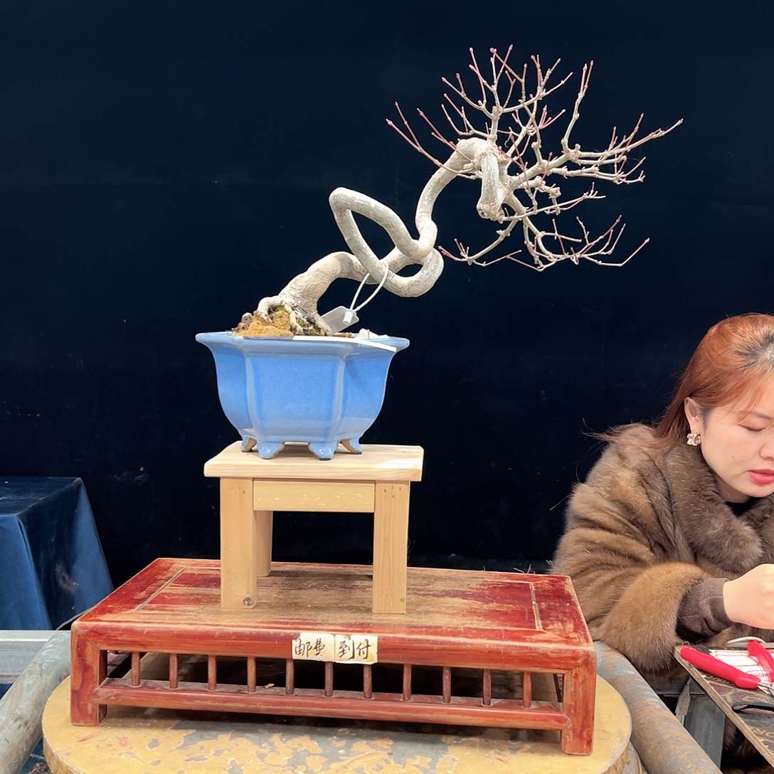 兰***1无花朵杜鹃花的诗作是一