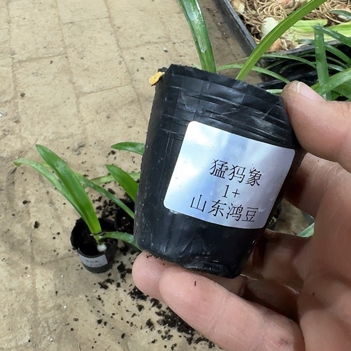 当前无花朵，栽培后可花朵用****上猛犸