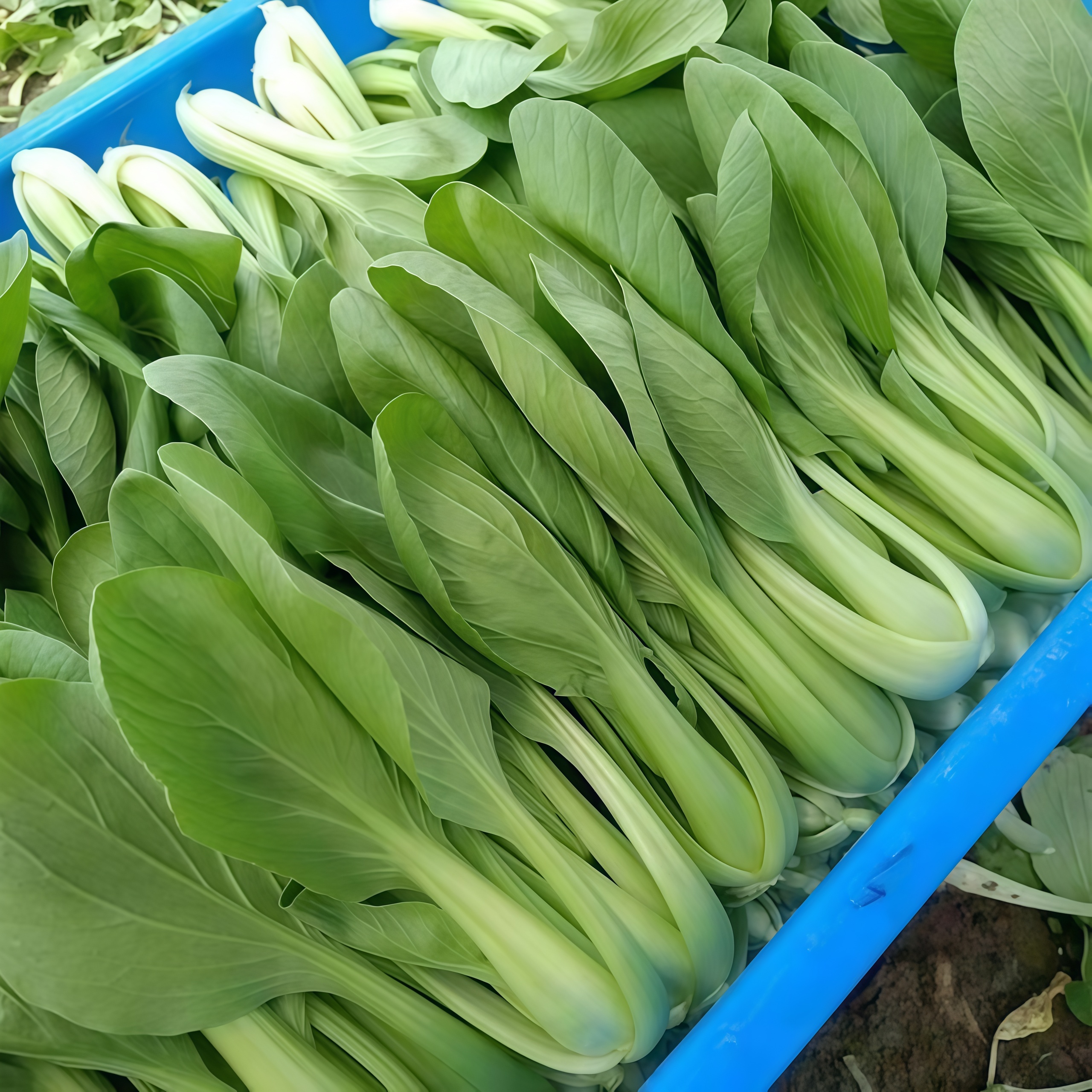 【顺丰包邮】农家青菜自家种植上海青四季青小青菜小油菜香菇菜绿叶