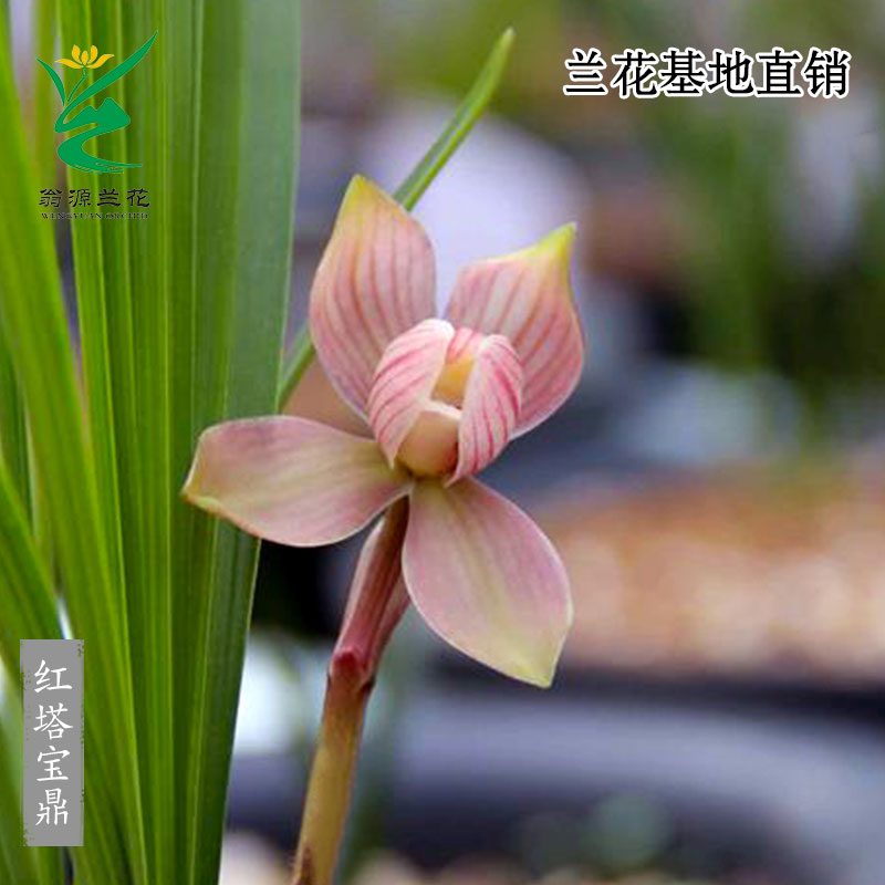 翁源兰花苗【红塔宝鼎】高端老种春兰开花浓香新手好养绿植花卉盆栽