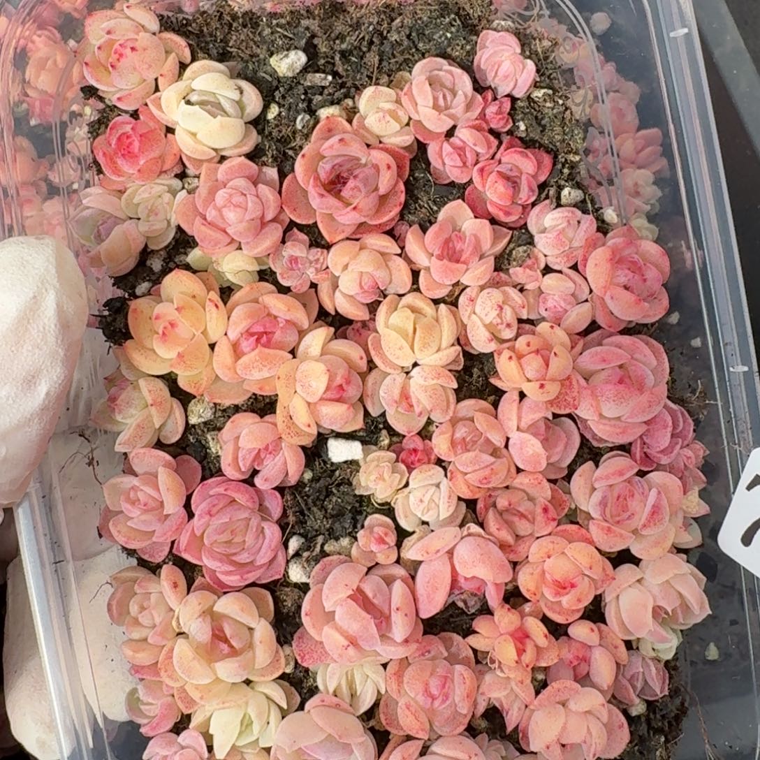 多肉植物多肉植物780