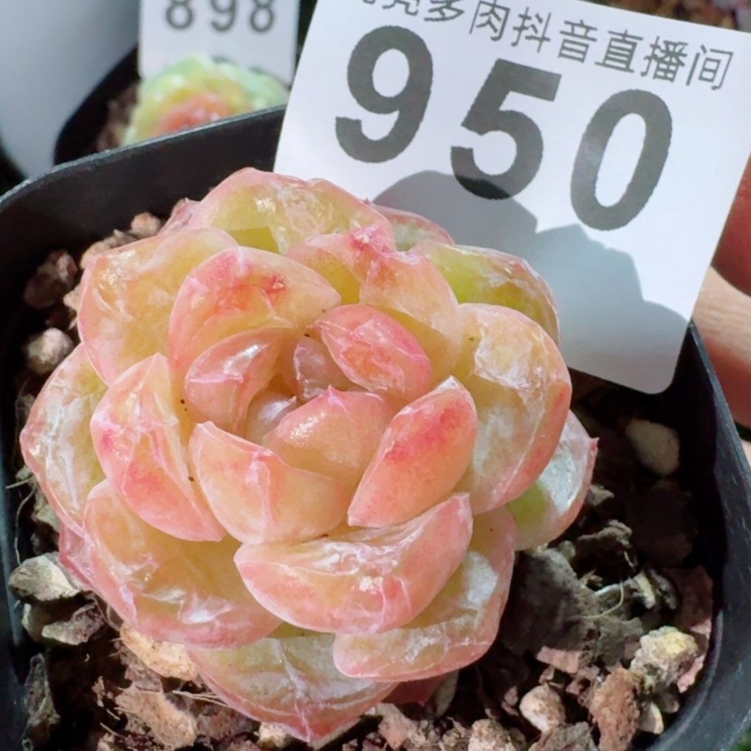 石化霜花         精品多肉