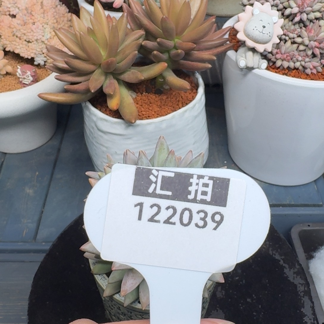 精品多肉植物122039