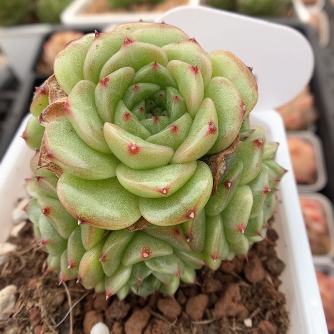 油透麦秆群生可拍844号。
