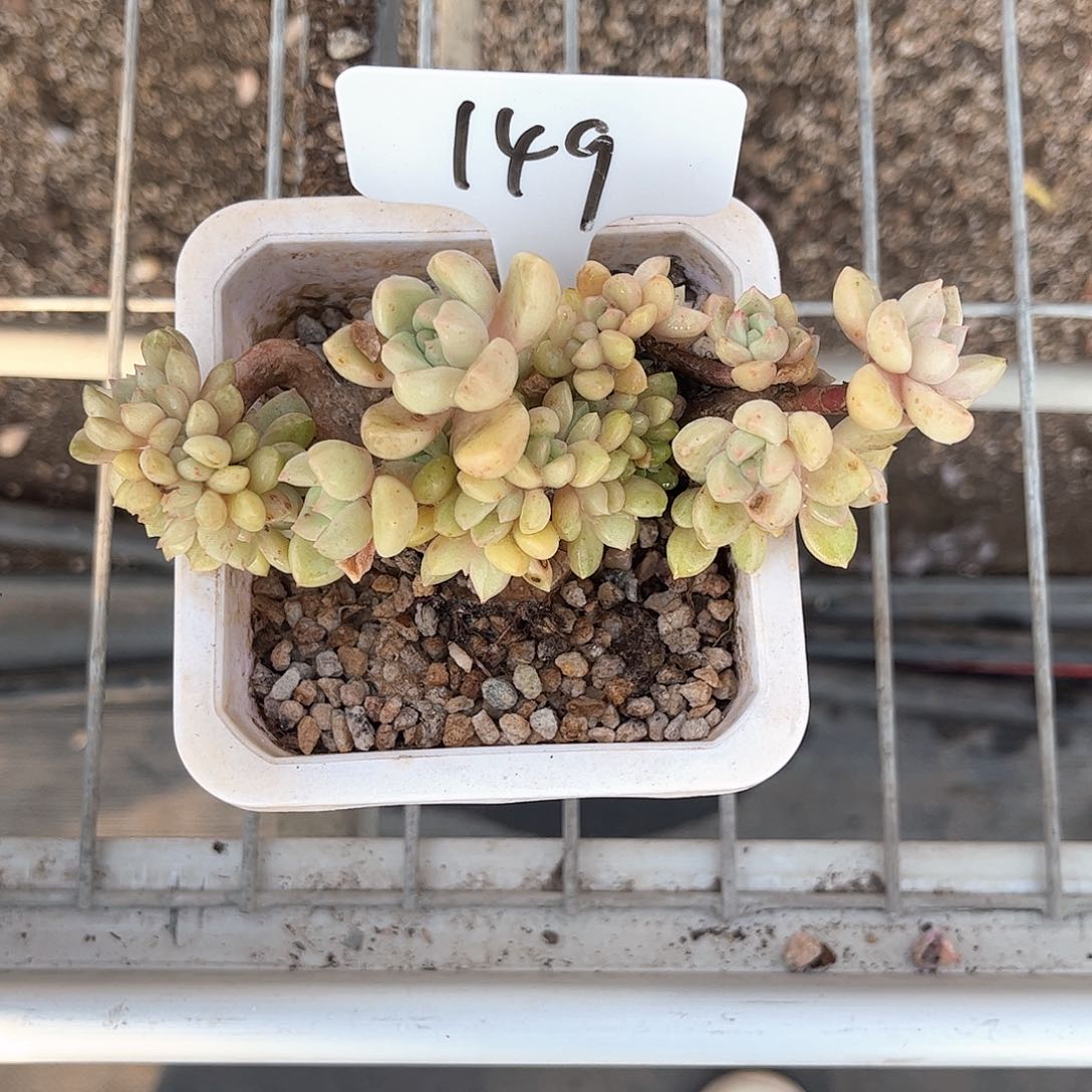 ?****?149二轮一物一拍