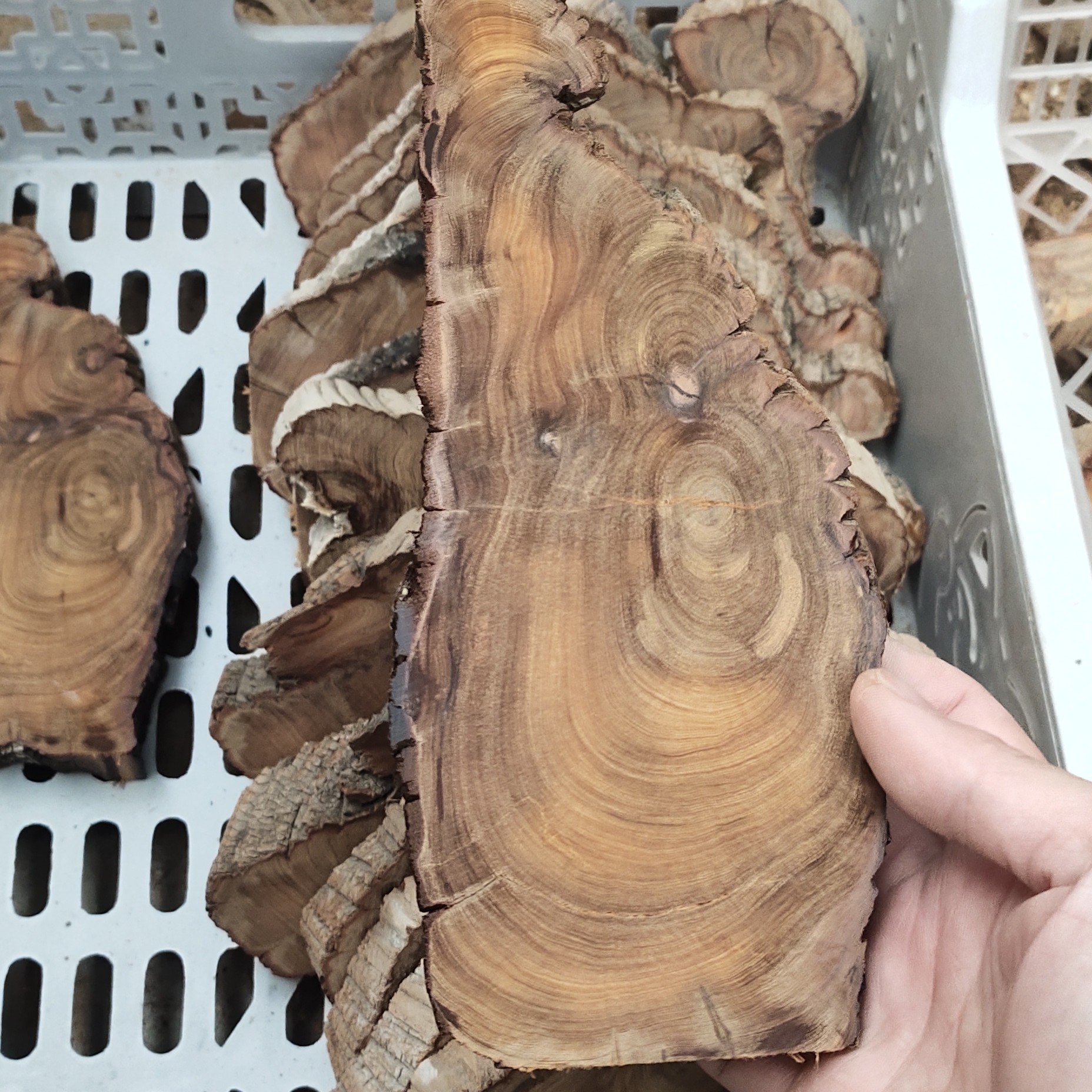 太行崖柏专属价格链接