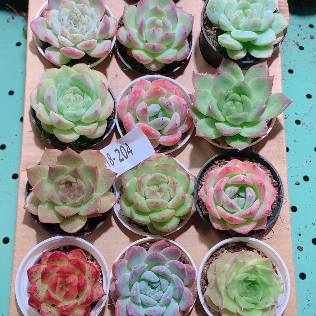 18-204一物一拍多肉带盆18颗