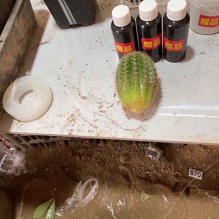 随机彩草侧芽一个送3瓶