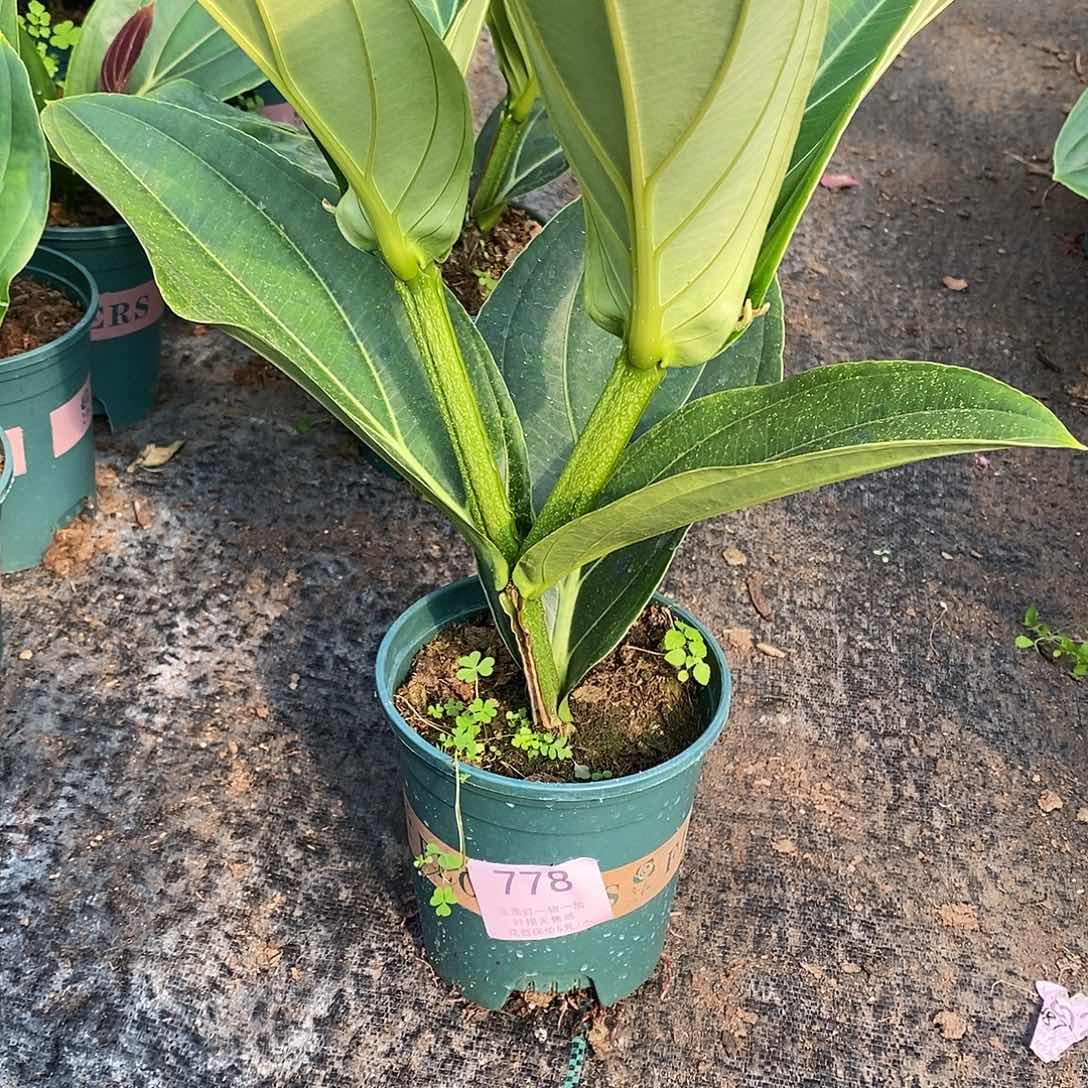 木本植物仰**空木本花卉778