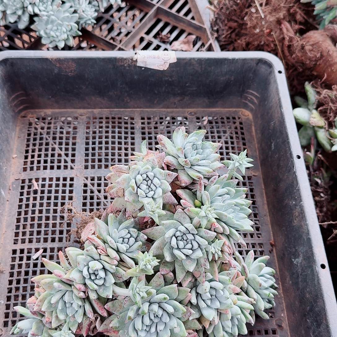 9671瑕疵框拍不售后