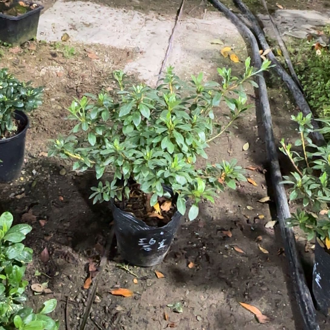 青***水完全开放碧空杜鹃花