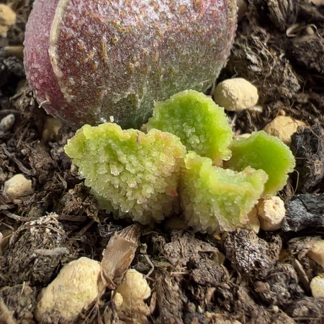 实生新品多肉植物水泡