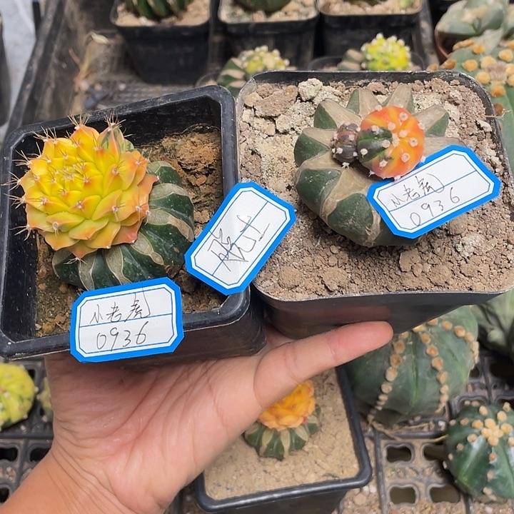 小****仙人球草球嫁接小兜井和地冠井