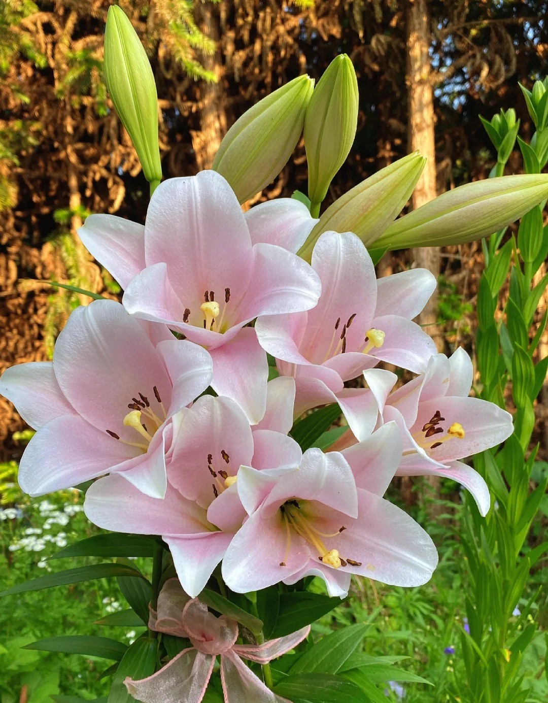 【粉铁炮香水百合】水培鲜切花 （20%不售后）