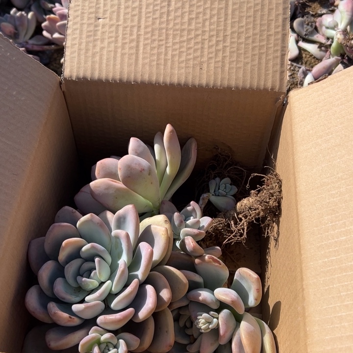 地栽瑕疵奥普琳娜单头3棵装箱（不售后）