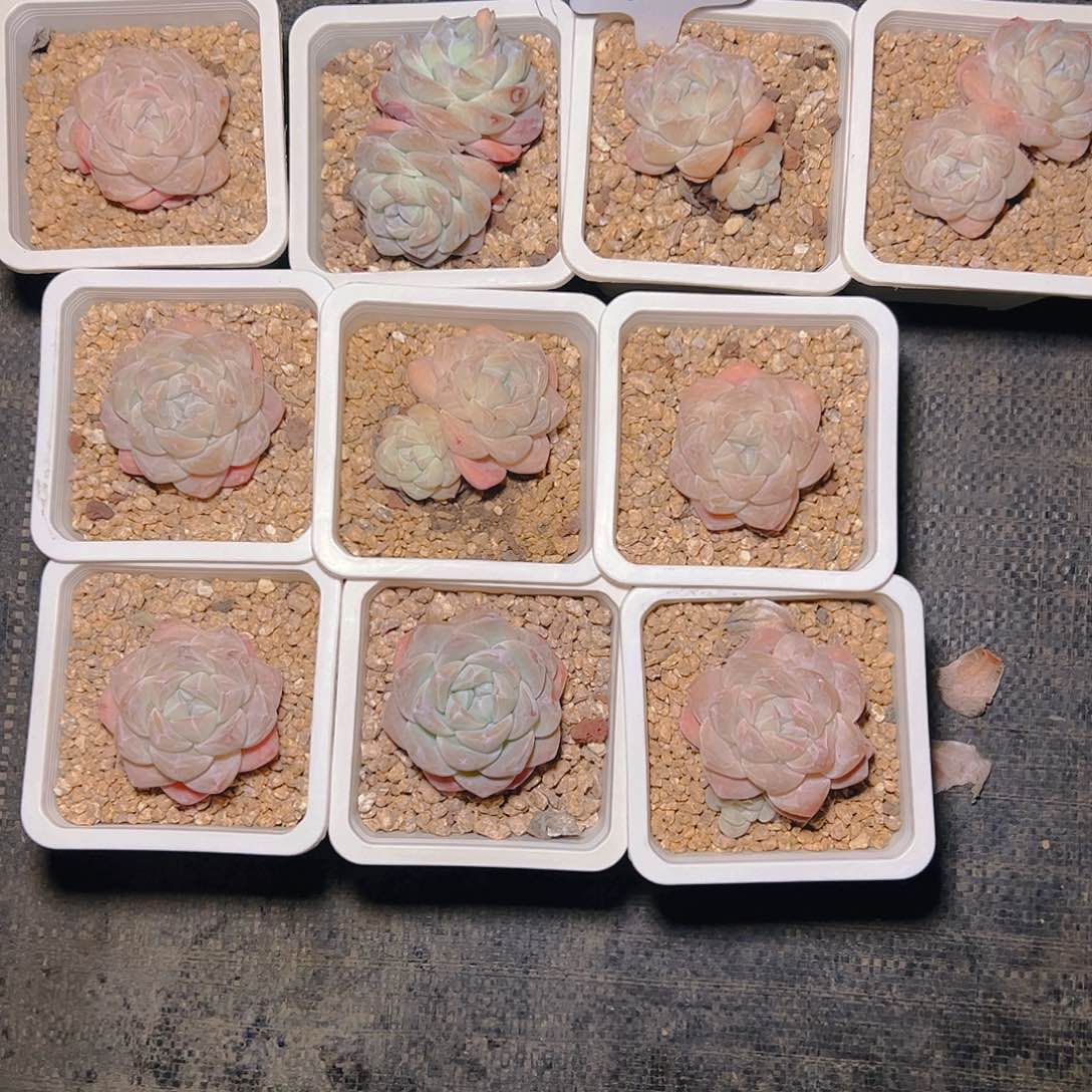 蝈*儿冰玉十颗6027号一物一拍