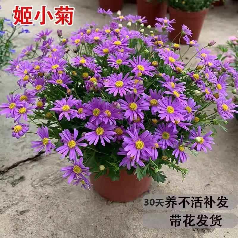 姬小菊盆栽花苗带花苞四季开花不断多年生菊花苗室内阳台植物花卉