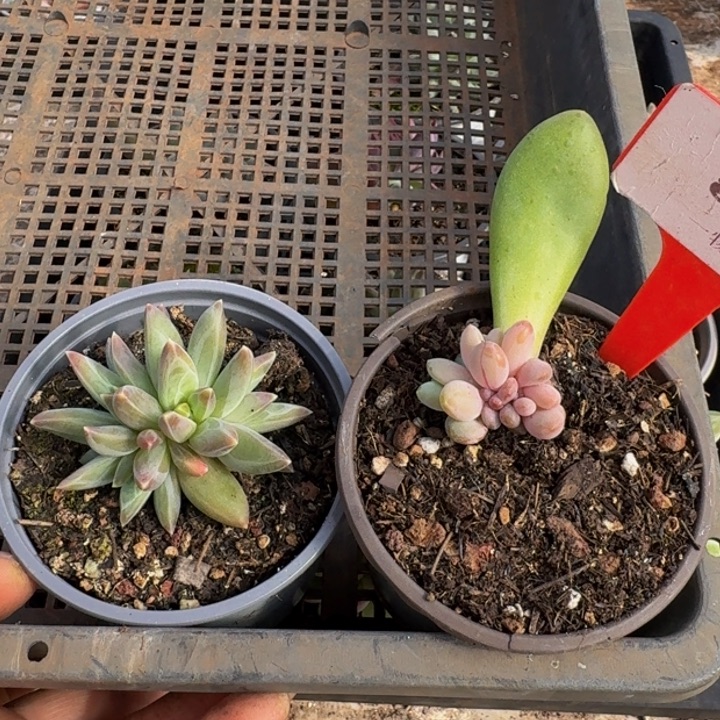 黄***丹569多肉植物一物一拍