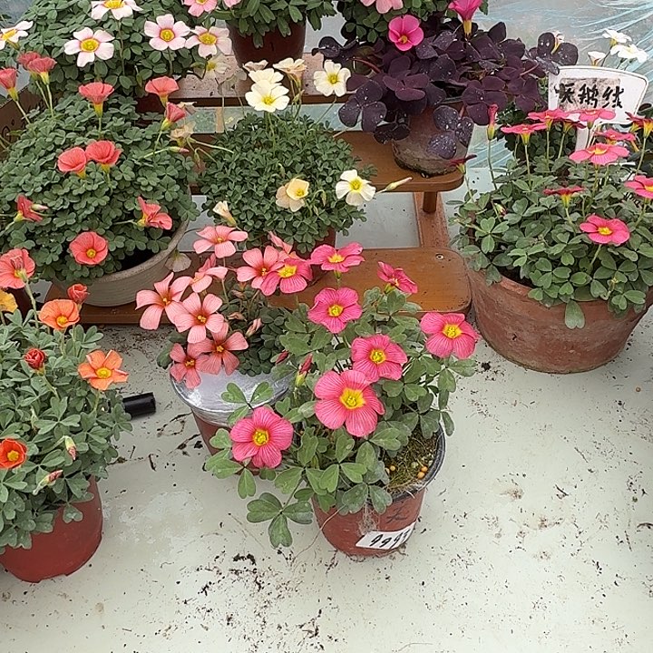 当前无花栽培后可以开花皇后天鹅绒