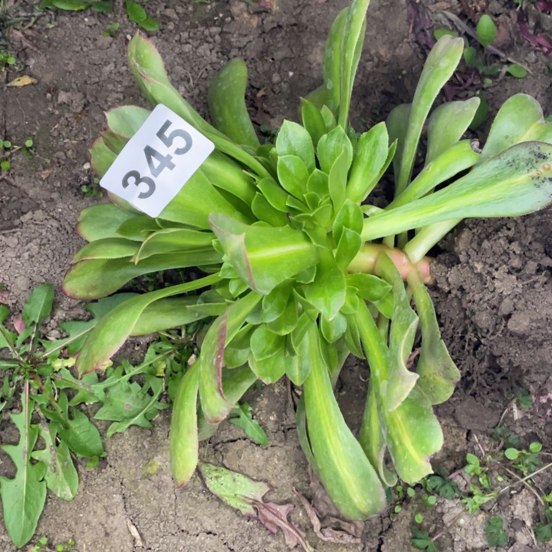 345号女巫中班手捧花