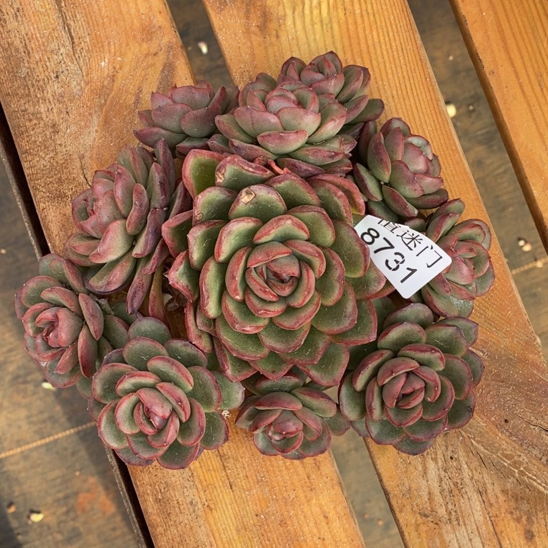 娜***姐杆子瑕疵不售后~8731~16厘米