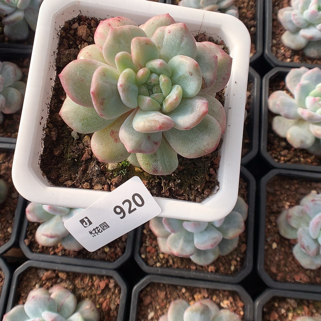 920梦露石化多肉植物66