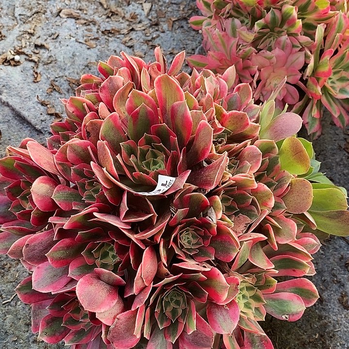 1685 一颗女神法师多肉