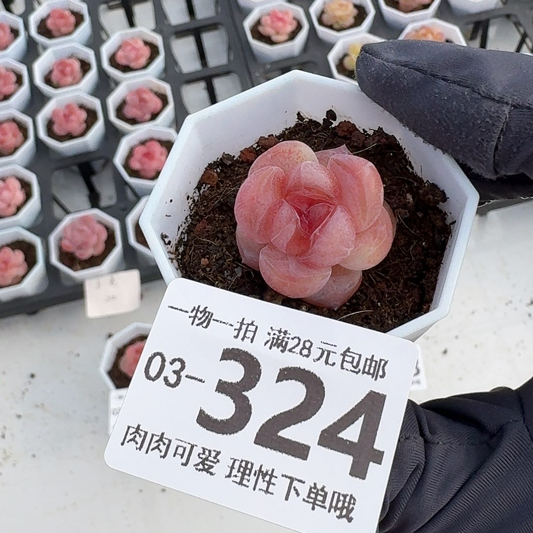 玉兔无盆土发货无