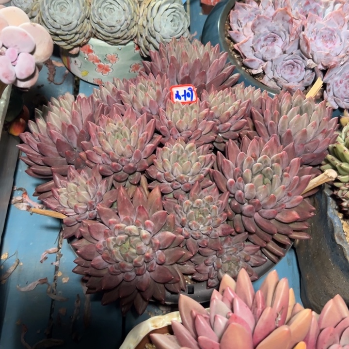 *****精品多肉植物老桩