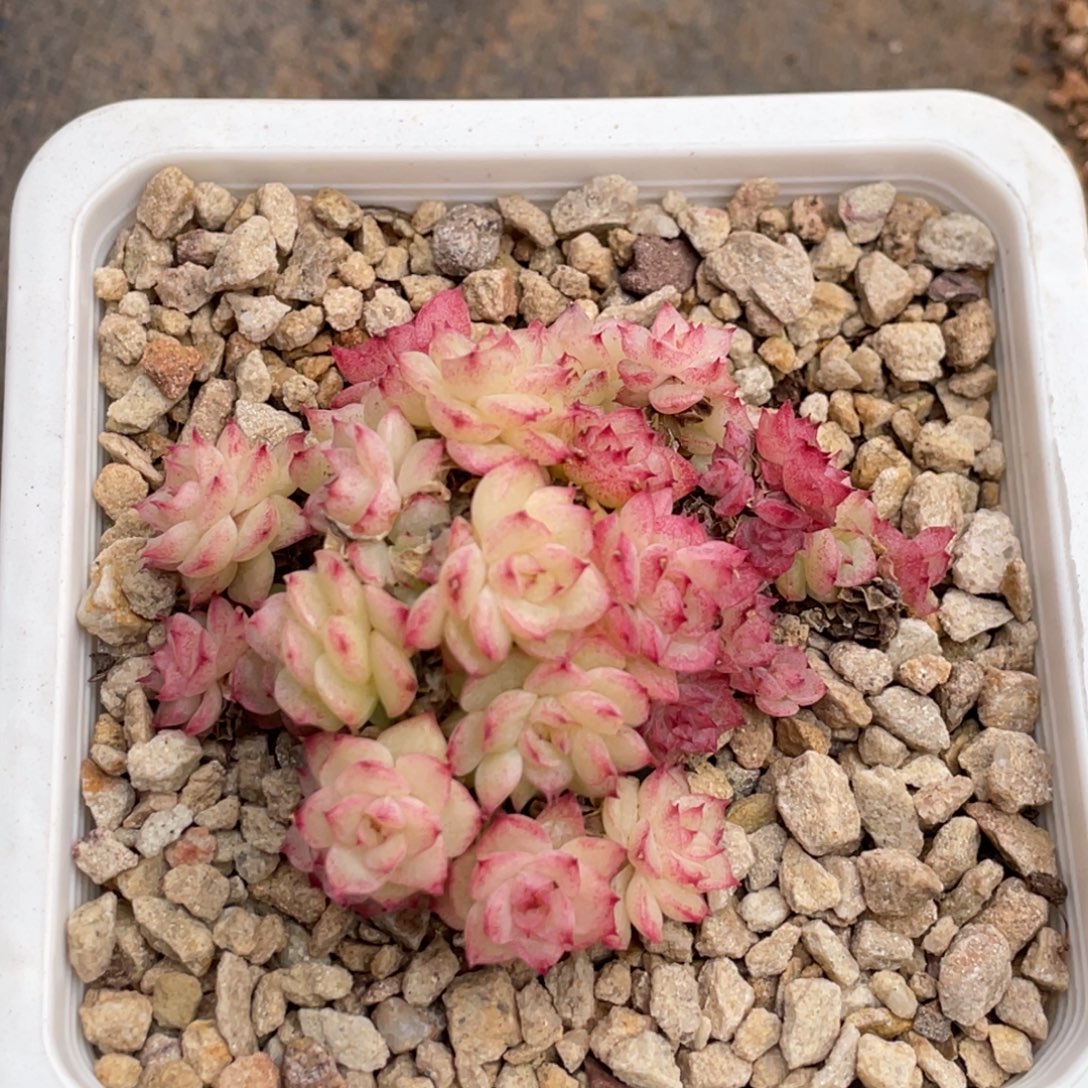 麦秆小脸群生7公分