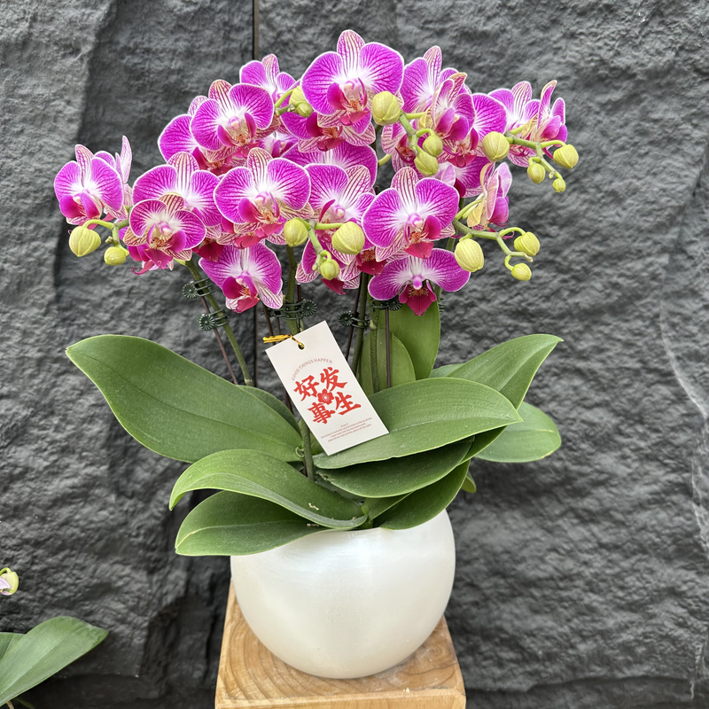 Petal8优选【红双喜】蝴蝶花卉组盆客厅摆设种植基地发货