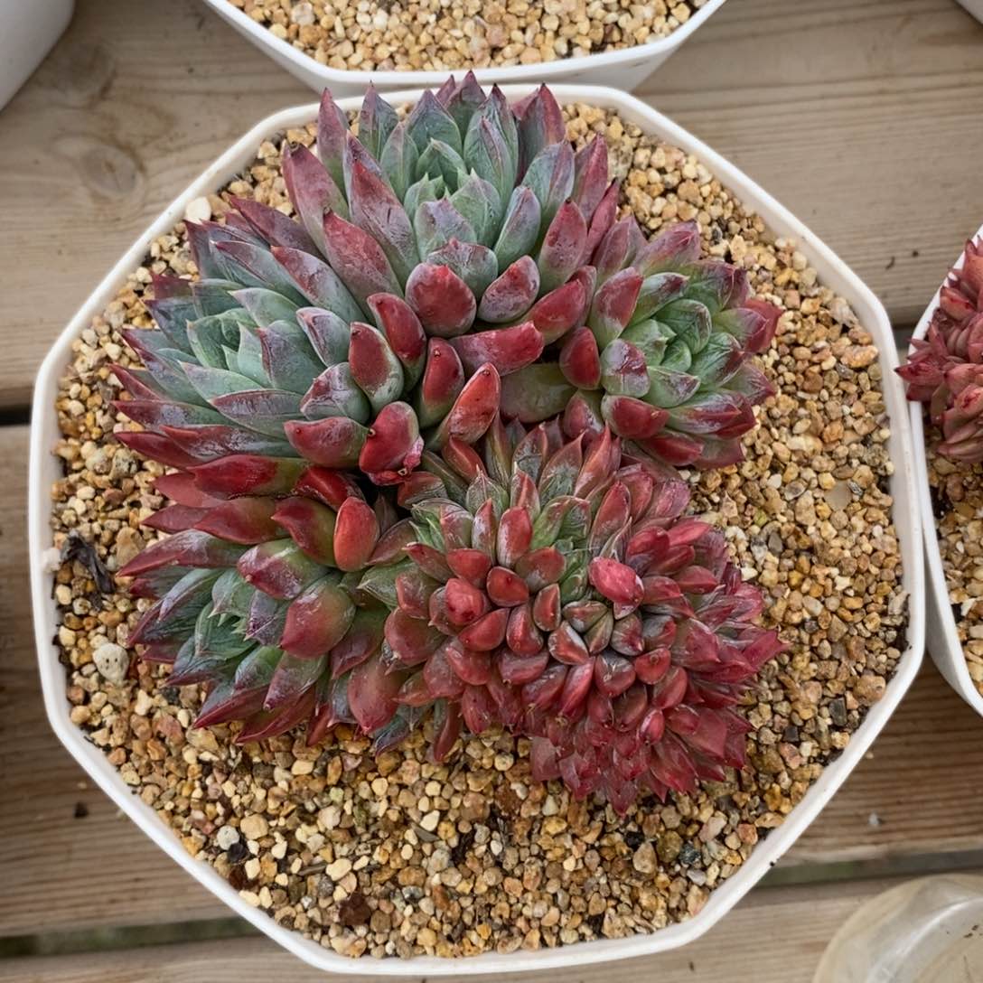 自助下单一物一拍多肉可寄养-炫彩星杂缀