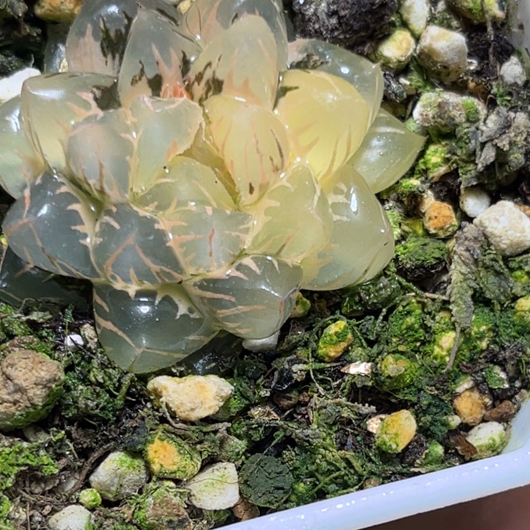 恭喜发财大吉大利612