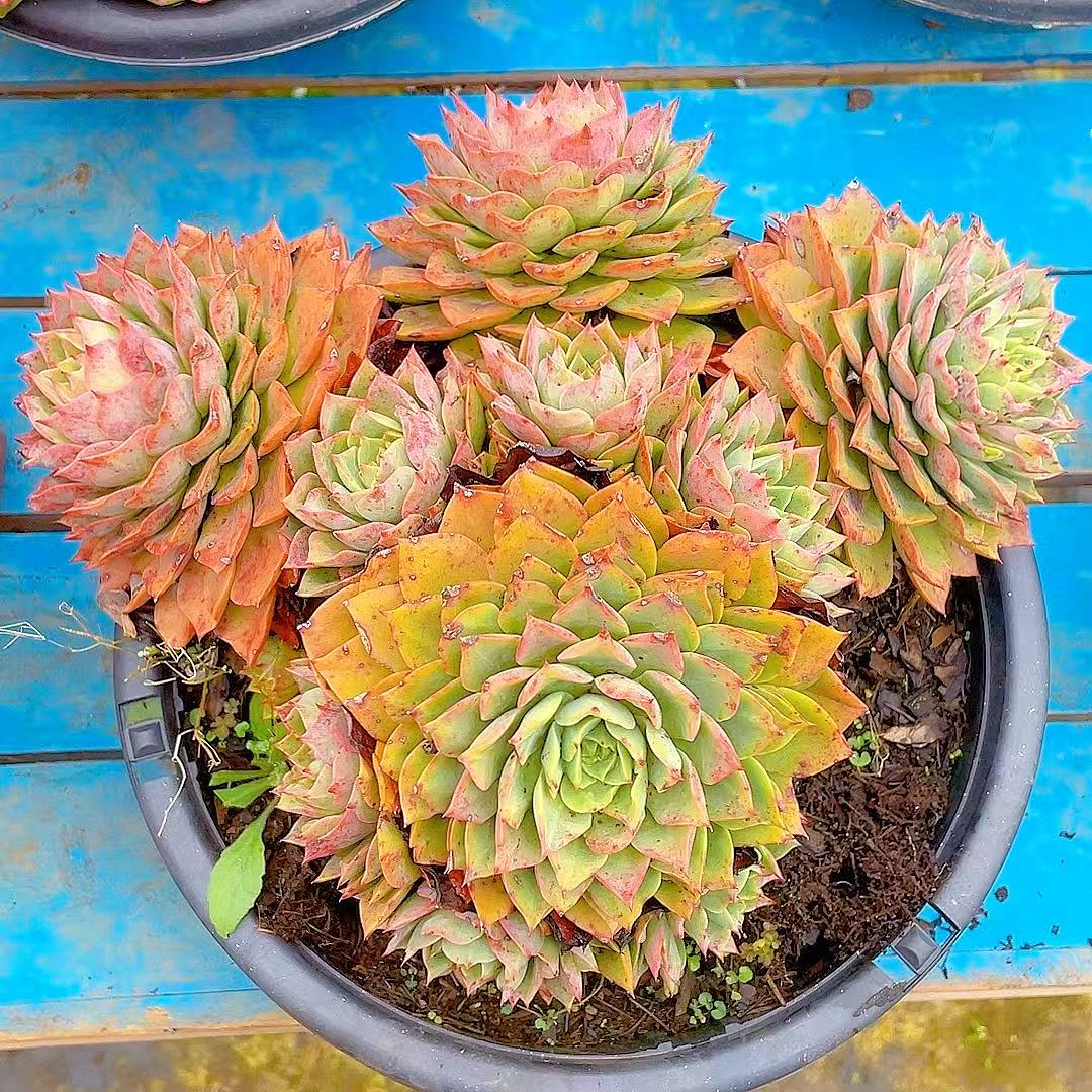 【钻石贝拉】【满19包邮】阳台露养办公室栽种养护【博哥多肉花园】