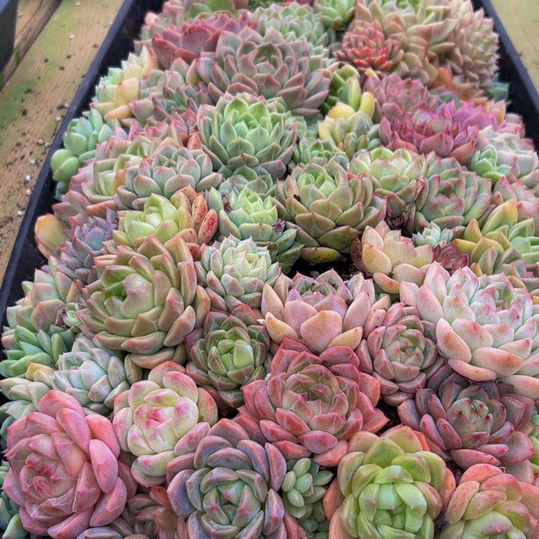 588多肉葡萄的味道是什么