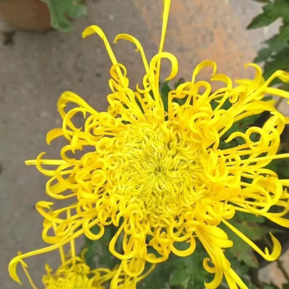 九月菊【麦浪黄金丝】金丝茶菊 可泡茶盆栽庭院好养活