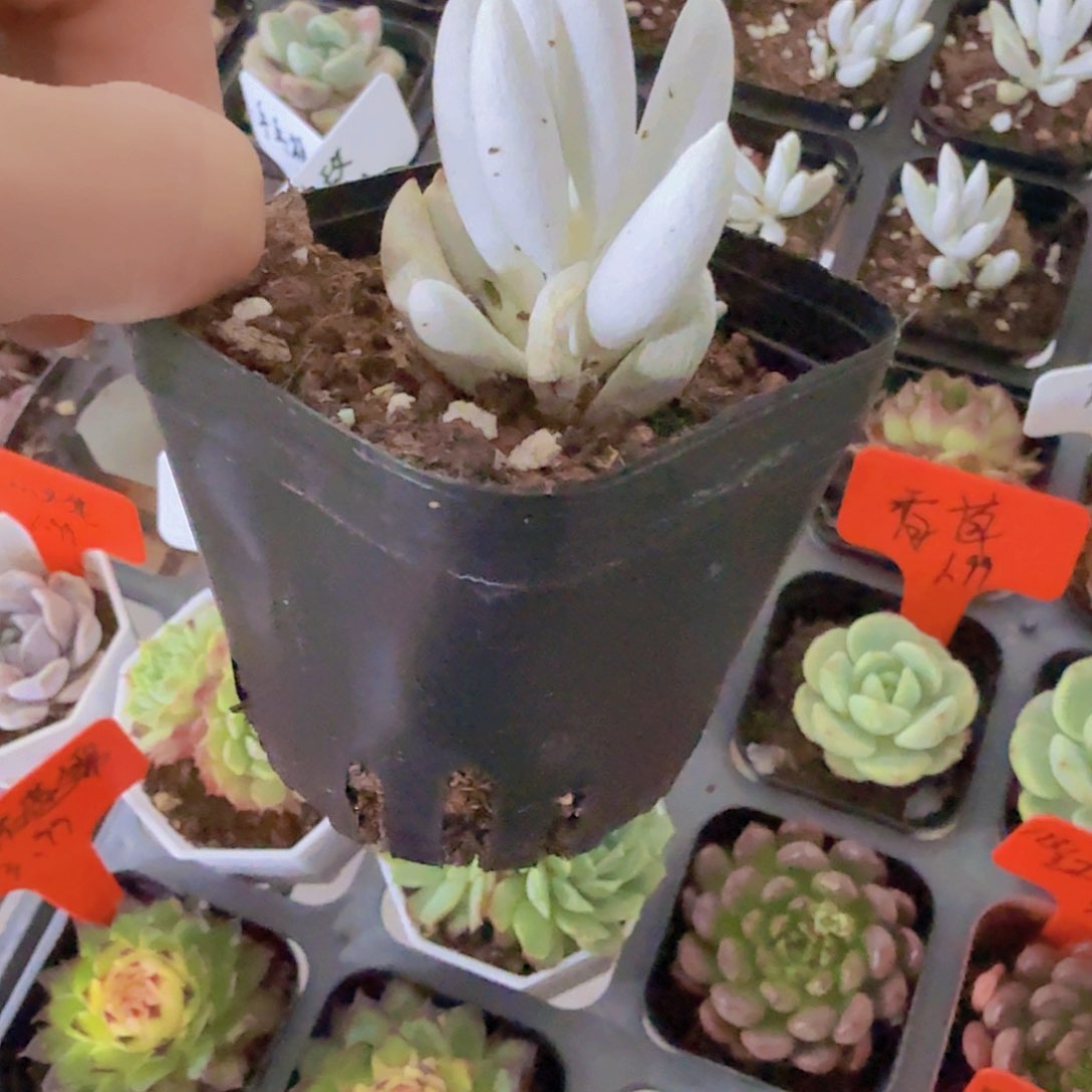 银月带土带盆多肉