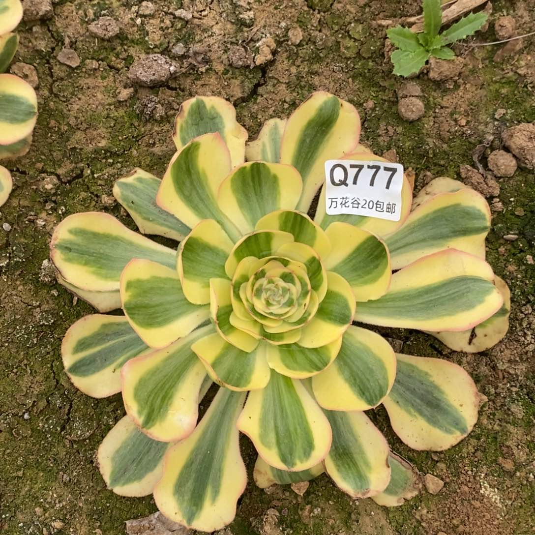 古**巷777王妃多肉植物