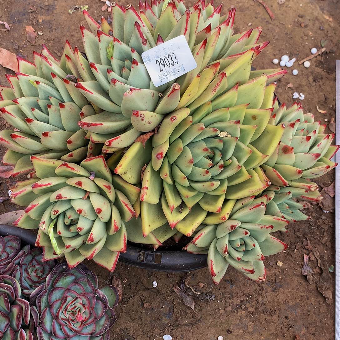 遥***声乌木29033吨肉多肉