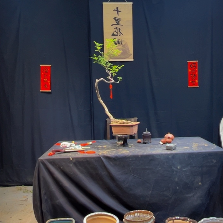 无花朵小叶黄荆，茶台飘