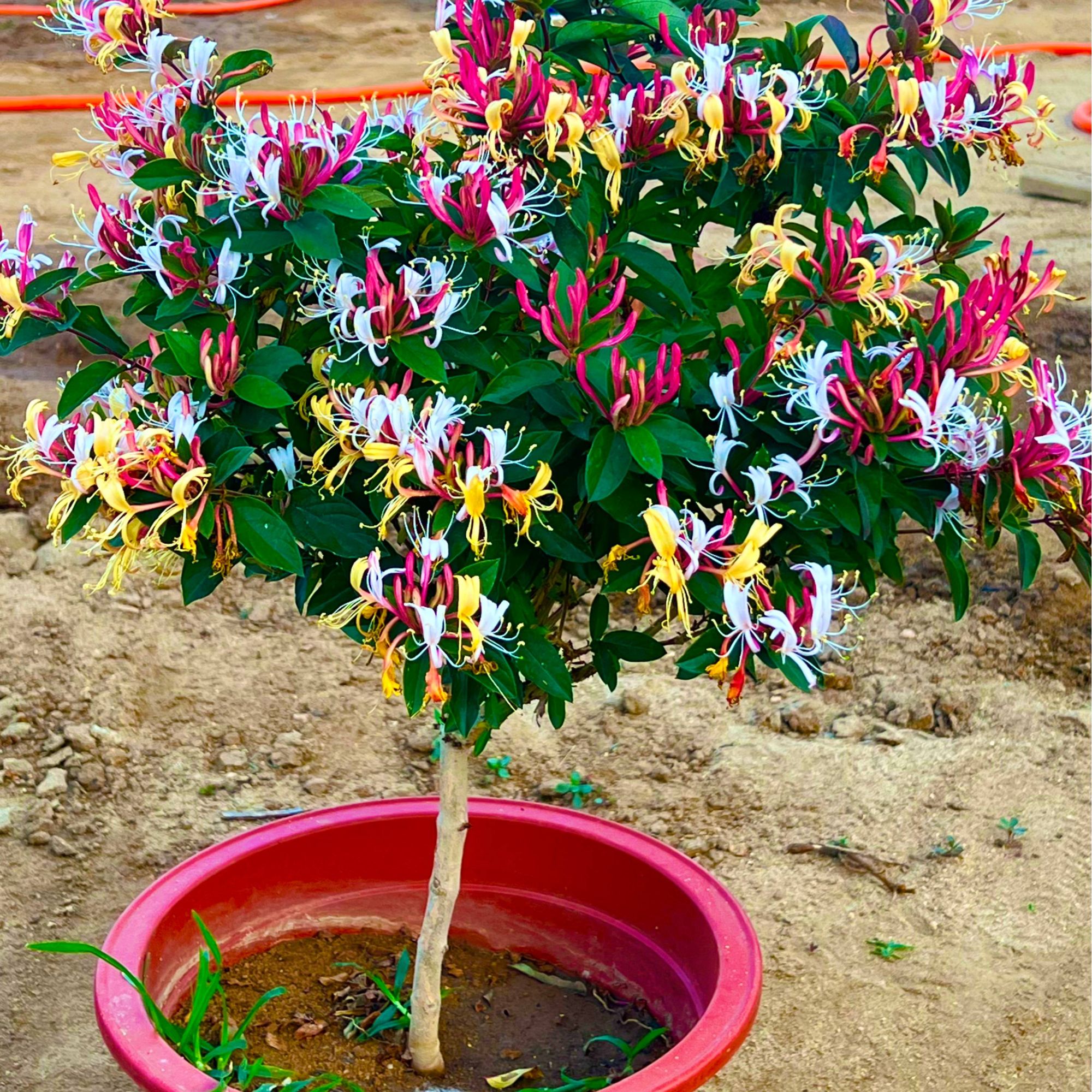 红色多彩金银花 南北方耐热耐寒盆栽地栽